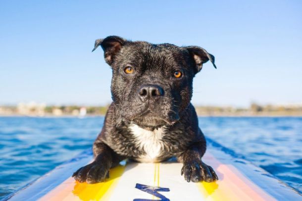 melhores-produtos-calor-petshop