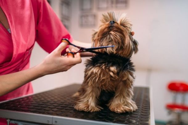 servicos_mais_procurados_para_pets