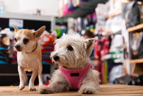 crescimento_de_petshops_no_brasil