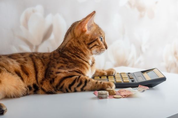 organizar_financeiro_de_petshop