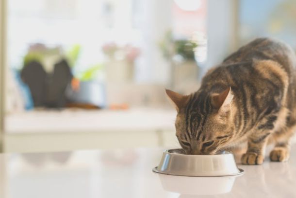 alimentacao-natural-para-gatos