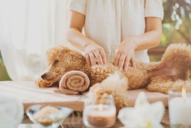 spa-para-pets