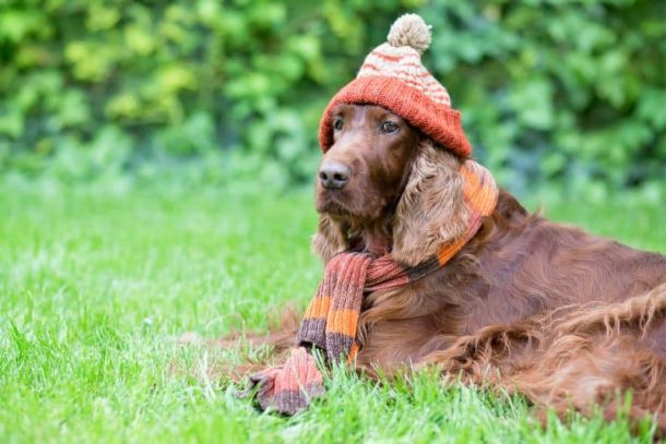 produtos_de_inverno_para_pets