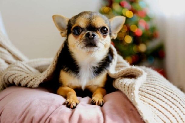 saude-pet-inverno